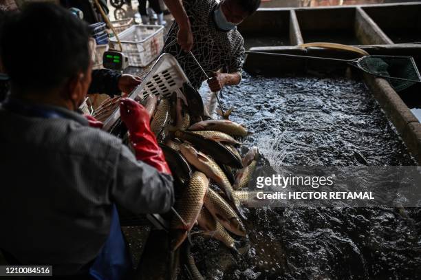 This photo taken on April 15, 2020 shows workers wearing face masks as they unload fish from a truck at a shop at the Wuhan Baishazhou Market in...