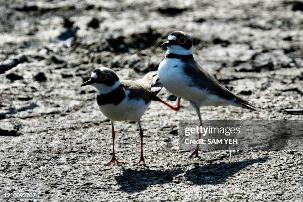 Male little ringed plover dances next to a female at Jin Cheng Lake in Hsinchu on April 16, 2020.