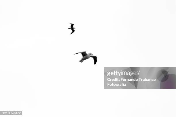 birds flying with white background - seagull foto e immagini stock