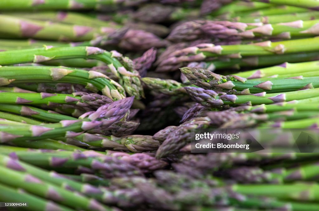 Seasonal Workers Harvest U.K Asparagus Harvest During Pandemic
