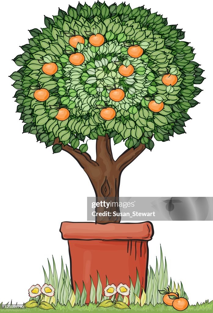 Topiary orange tree