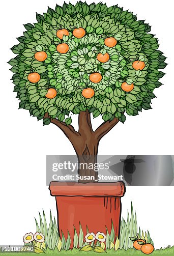 Topiary orange tree Topiary orange tree