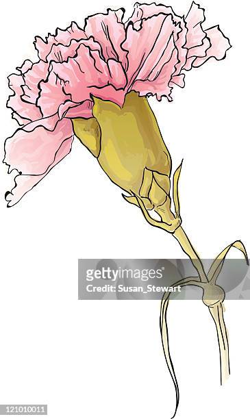 ilustrações, clipart, desenhos animados e ícones de pen and wash estilo carnation - carnation flower