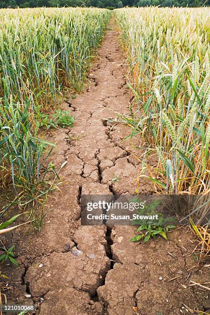 dürre-gebrochen schlamm auf weg durch wheat field - verwelkt stock-fotos und bilder