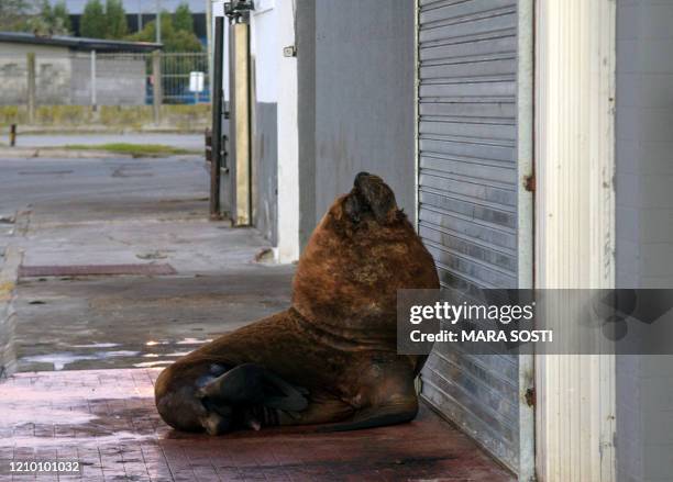 Sea lion is seen on a sidewalk of Mar del Plata harbour during the lockdown imposed due to the new COVID-19 coronavirus pandemic, in Mar del Plata,...