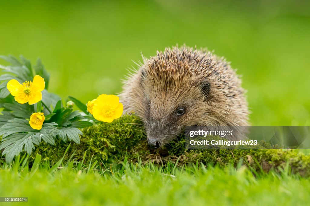 Hedgehog, wild, native, European hedgehog facing forward over a green moss log with bright yellow buttercups.