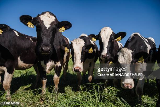 View of the cows at Frank Konyn Dairy Inc., on April 16 in Escondido, California. - The farm is operated and owned by Frank and Stacy Konyn who are...