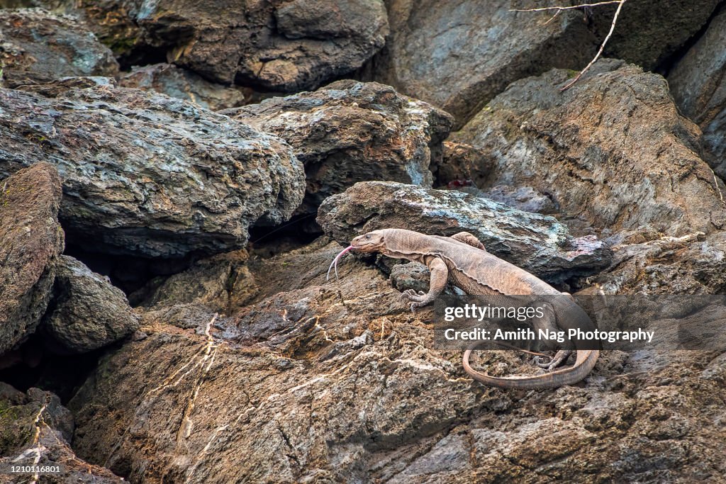 A Monitor Lizard on the prowl