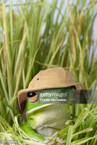 white-lipped treefrog in pith helmet - ian gwinn stock pictures, royalty-free photos & images