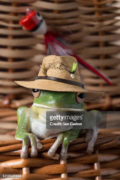 white-lipped treefrog in fish basket - ian gwinn stock pictures, royalty-free photos & images