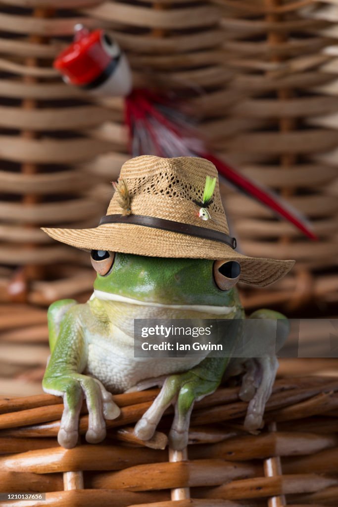 White-Lipped Treefrog in Fish Basket