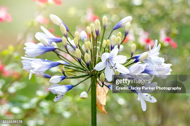 close-up image of the beautiful summer flowering white and blue flower of agapanthus africanus 'twister'african blue lily - african lily fotografías e imágenes de stock