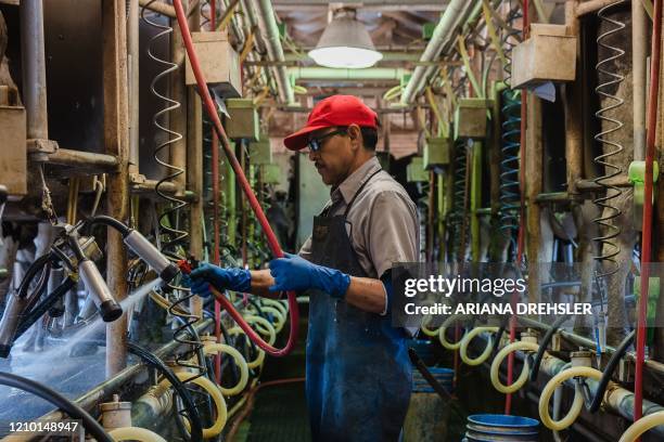 Raul Pedroza Cedillo milks Holstein cows at Frank Konyn Dairy Inc., on April 16 in Escondido, California. - The farm is operated and owned by Frank...