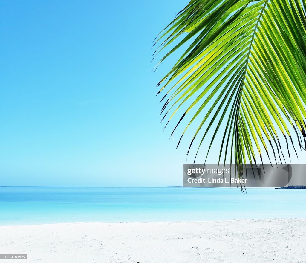 Palm over the Beach