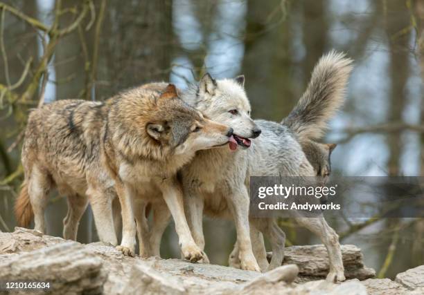 cuddling wolves - wolfpack stock pictures, royalty-free photos & images