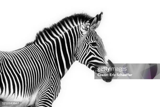 zebra - zebra stock-fotos und bilder