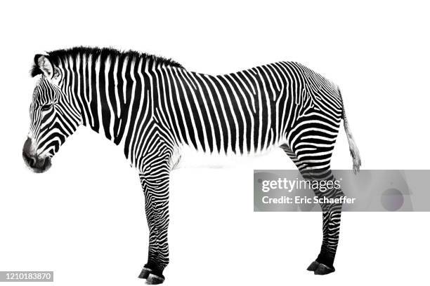 zebra - zebra stock pictures, royalty-free photos & images
