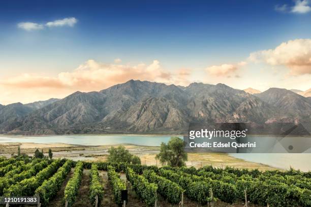 malbec vineyard in the andes mountain range, mendoza province, argentina. - argentina stock pictures, royalty-free photos & images