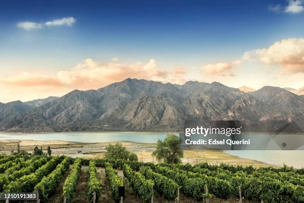 malbec vineyard in the andes mountain range, mendoza province, argentina. - argentina food imagens e fotografias de stock