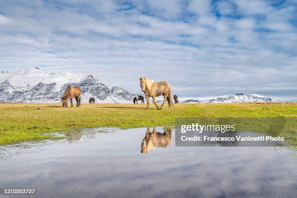 icelandic horses in winter. - iceland horse stock pictures, royalty-free photos & images