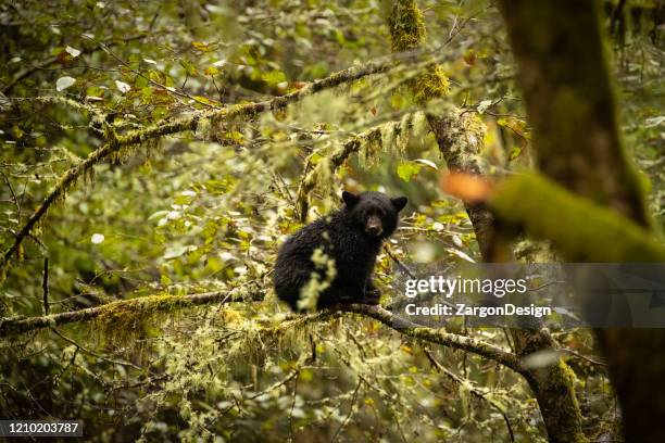 bear in the pacific northwest. - vancouver island trees stock pictures, royalty-free photos & images