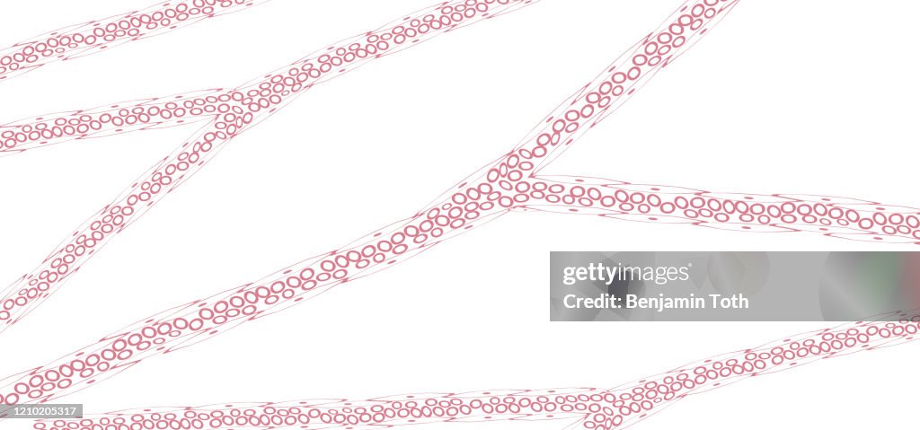 Blood capillaries and red blood cells under microscope