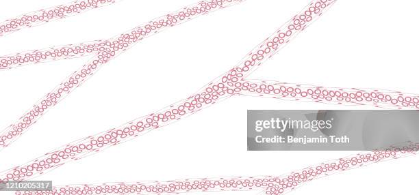 blood capillaries and red blood cells under microscope - capillary body part stock illustrations