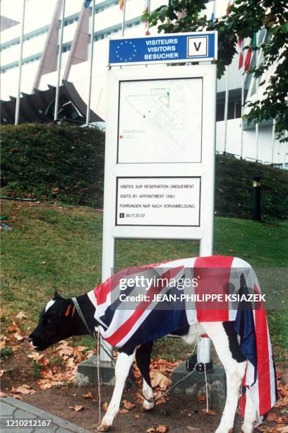 Calf draped in the British flag is pictured 20 September 1996 in front of the European Parliament to protest against the financial consequences of...