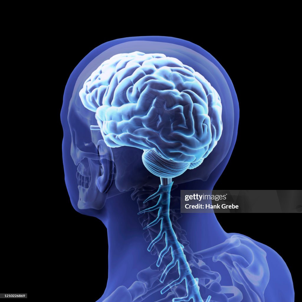 Human Brain And Vertebral Spinal Column Side View High-Res Stock Photo ...