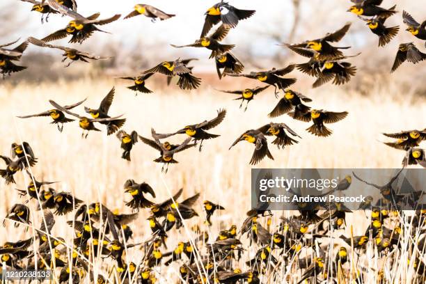 a murmuration of yellow-headed blackbirds (xanthocephalus xanthocephalus) at whitewater draw wildlife area - xanthocephalus stock pictures, royalty-free photos & images