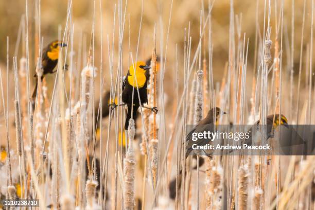a flock of yellow-headed blackbirds (xanthocephalus xanthocephalus) perched on grasses at whitewater draw wildlife area - xanthocephalus stock pictures, royalty-free photos & images