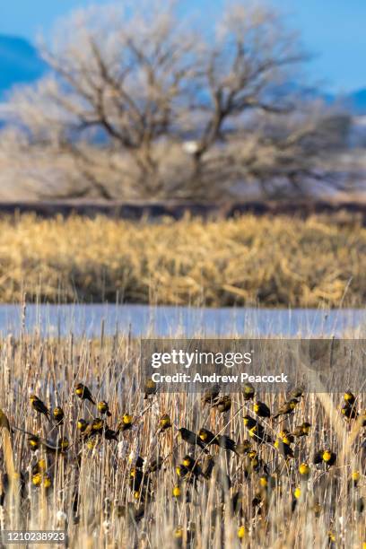 a flock of yellow-headed blackbirds (xanthocephalus xanthocephalus) perched on grasses at whitewater draw wildlife area - xanthocephalus stock pictures, royalty-free photos & images