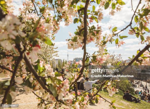 berlin urban mauerpark city spring skyline with tv tower and cherry blossom - berlin park stock pictures, royalty-free photos & images