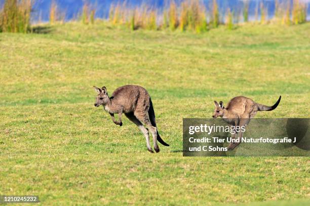 eastern grey kangaroo, (macropus giganteus), two adults jumping at beach, maloney beach, new south wales, australia - kangaroo jump stock pictures, royalty-free photos & images