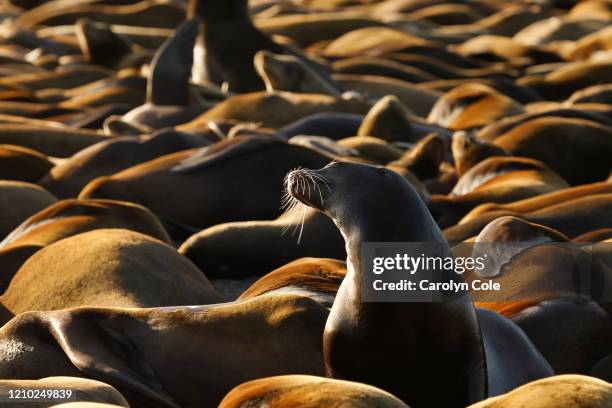 Hundreds of sea lions sleep on the docks in Crescent City Marina with few people around to disturb them. They come for crab season and stay for...