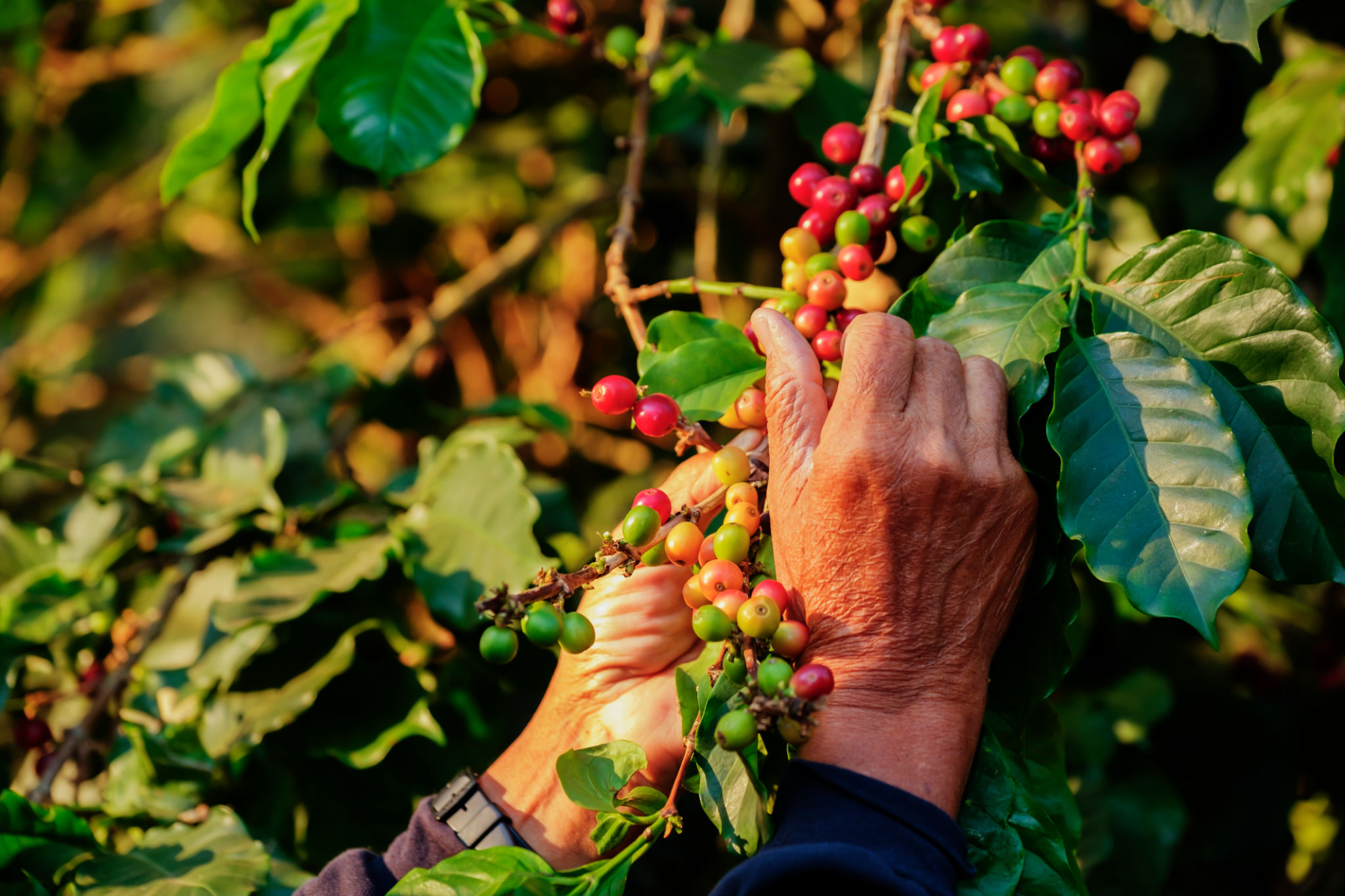 coffee processing