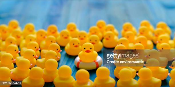 one yellow rubber duck on a safety inflatable life ring facing the camera as many other yellow rubber ducks gather around and look at the duck on the life ring, set on a turquoise wooden table background. - guru stock pictures, royalty-free photos & images