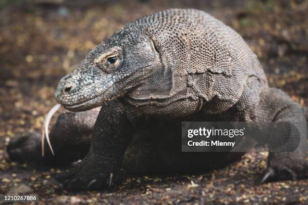komodo dragon sticking out tongue komodo national park - dragão de komodo imagens e fotografias de stock