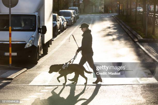 full length of blind woman with guide dog crossing road in city - blind person stock pictures, royalty-free photos & images