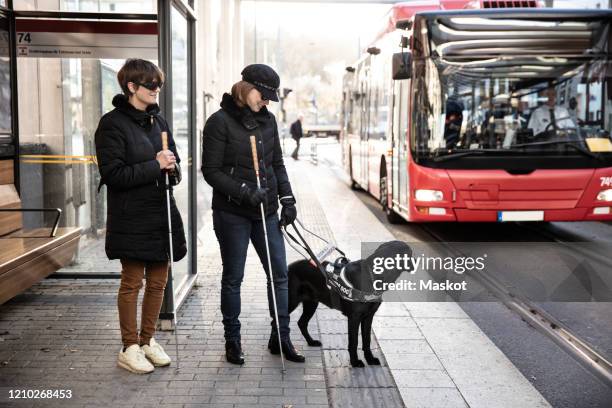 guide dog leading visually impaired women towards bus in city - travel loyalty stock pictures, royalty-free photos & images