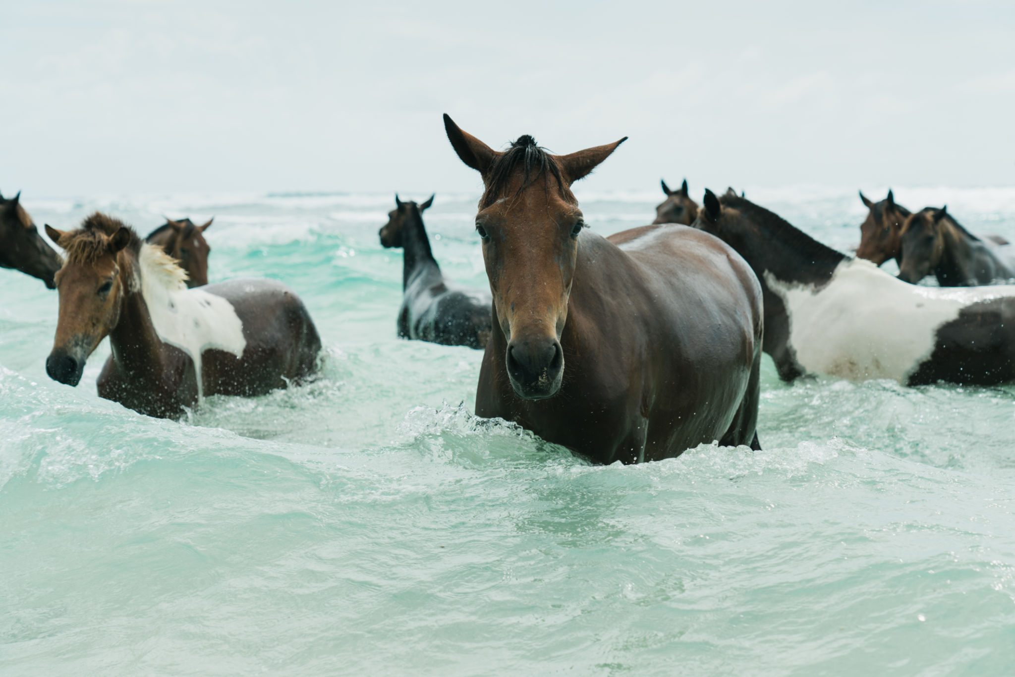 ponies swimming