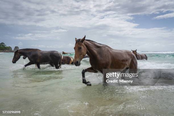 wilde paarden die van oceaan naar het strand indonesië van het eiland van sumba lopen - sumbawa stockfoto's en -beelden