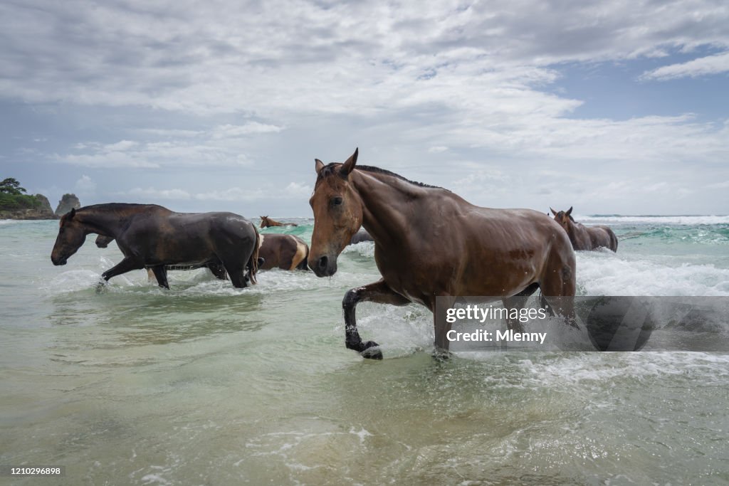 Wild Horses running from ocean towards Sumba Island Beach Indonesia