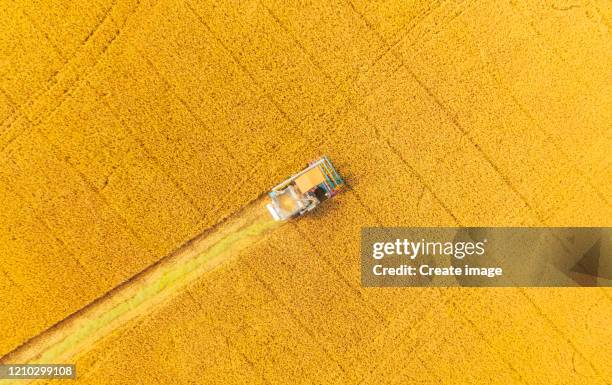 aerial view combine harvester working on the rice field. - paddy seed photos et images de collection