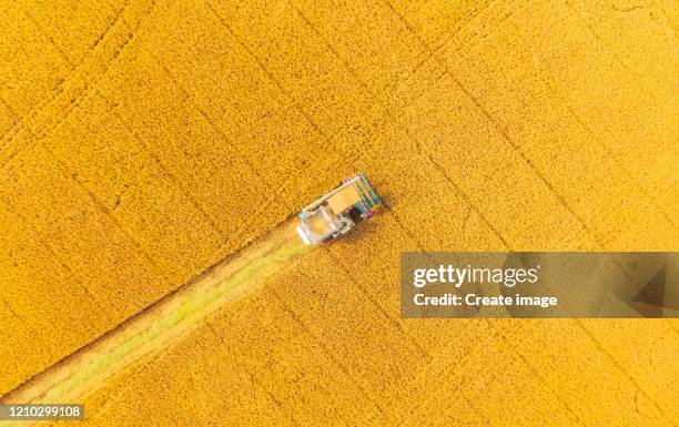 aerial view combine harvester working on the rice field. - champs tracteur photos et images de collection