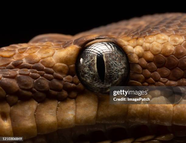 close up of the eye of a snake - brown snake stockfoto's en -beelden