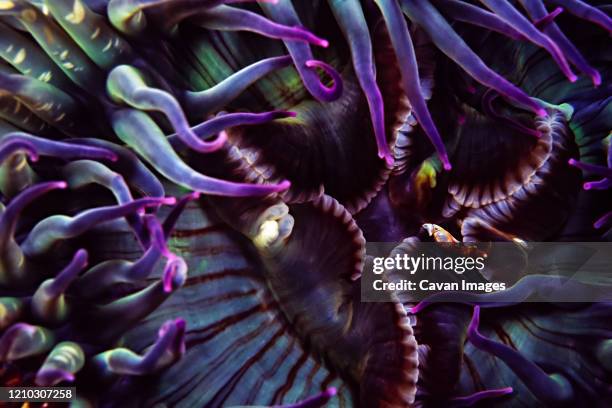 an aggregating anemone's mouth and tentacles / crab leg from last meal - anemone crab stock-fotos und bilder