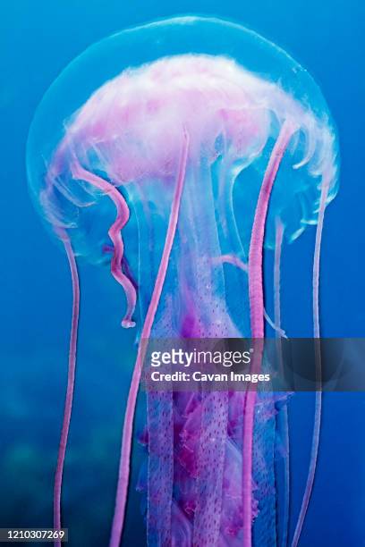 a colorful jellyfish (pelagia noctluca) in the channel islands, ca - man of war stock pictures, royalty-free photos & images