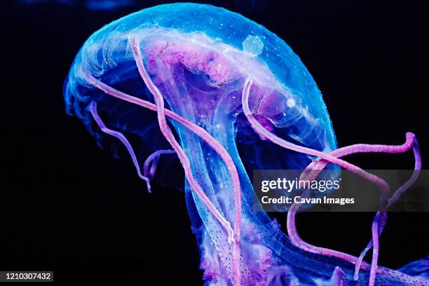 a colorful jellyfish (pelagia noctluca) in the channel islands, socal - bioluminescence 個照片及圖片檔