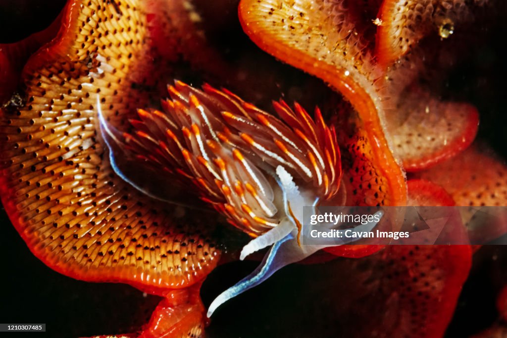 A Hermissenda Nudibranch on a bryzoan in Monterey bay, California